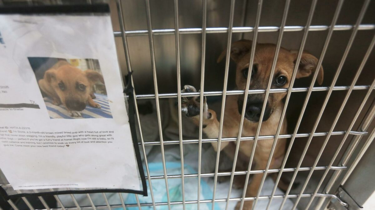Photo of a dog in a kennel