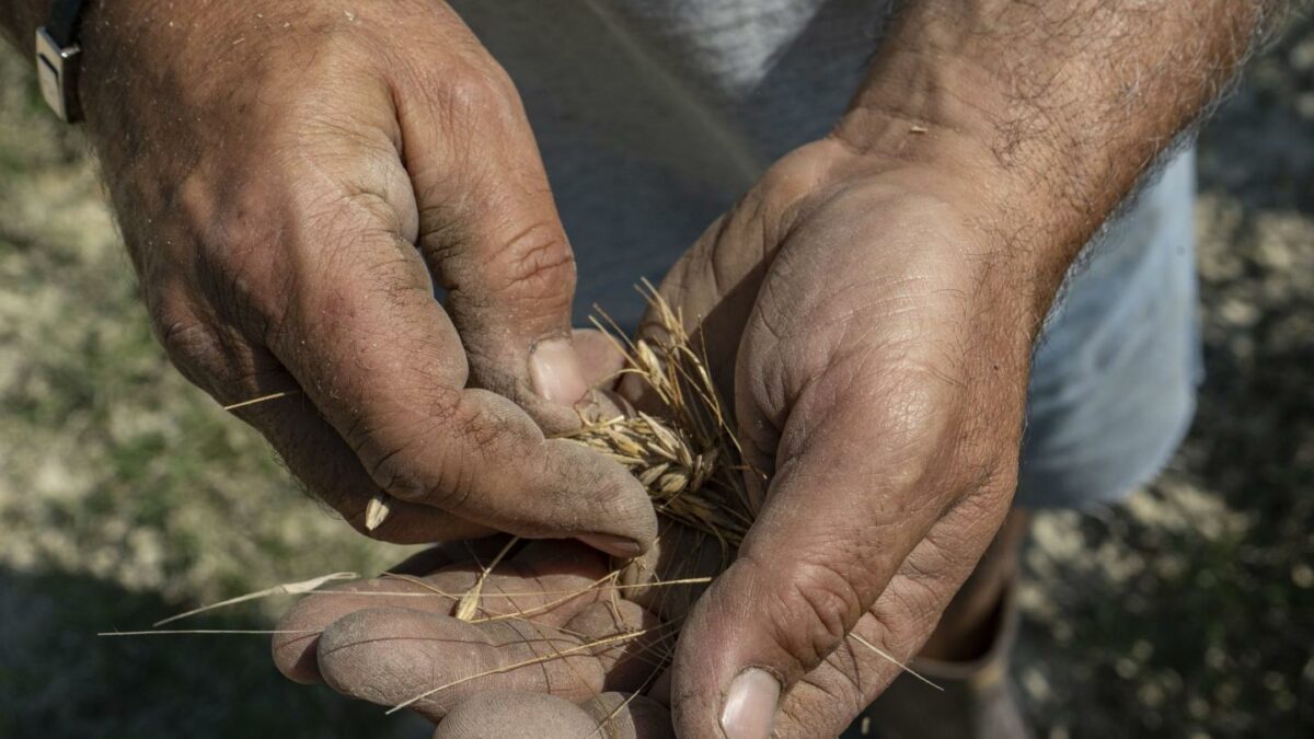 Italian farmers are trading seeds to protect against a growing patented (and private) seed supply.