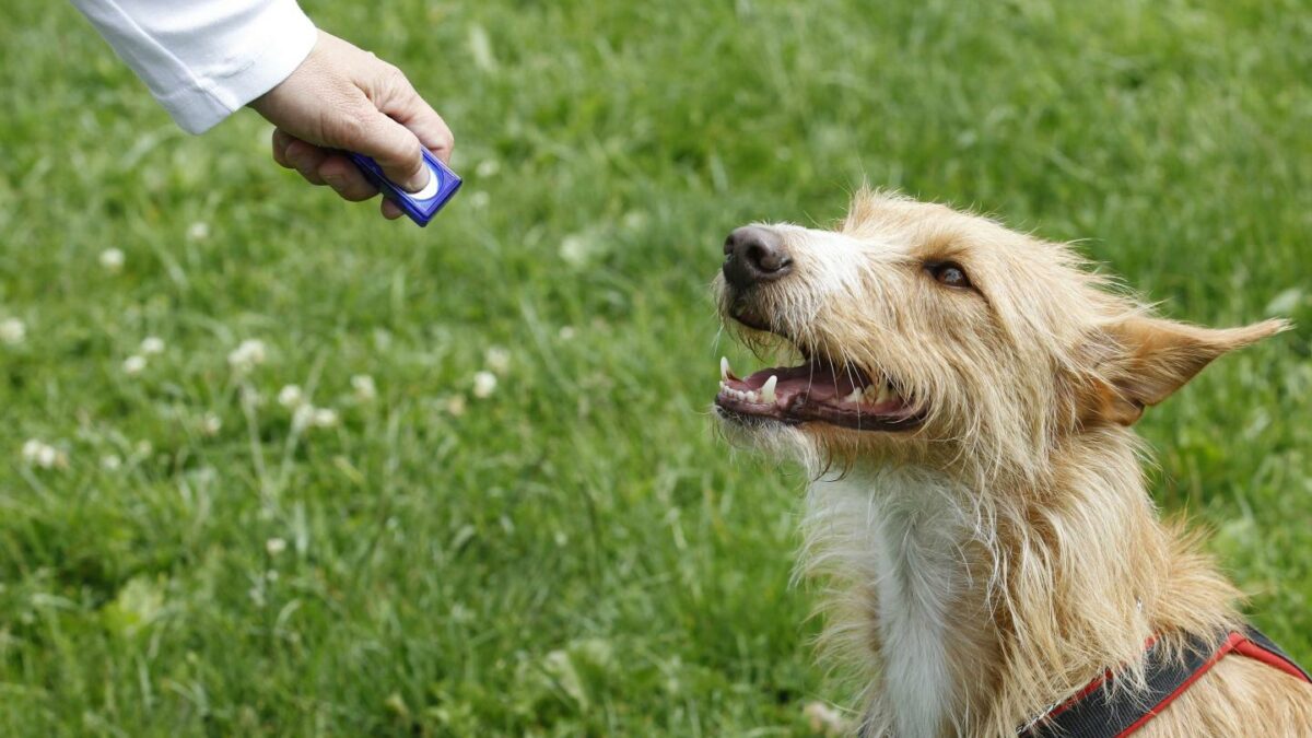 A dog being trained with a clicker.